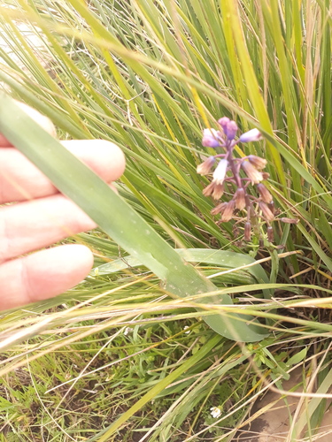 Bellevalia mauritanica, photograph 2