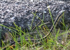 Thamnophis sirtalis semifasciatus