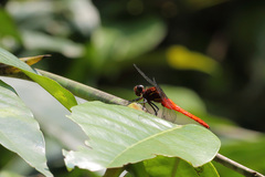 Onychothemis coccinea