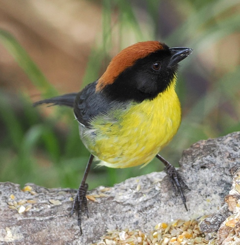 Black-fronted Brushfinch (Atlapetes nigrifrons)