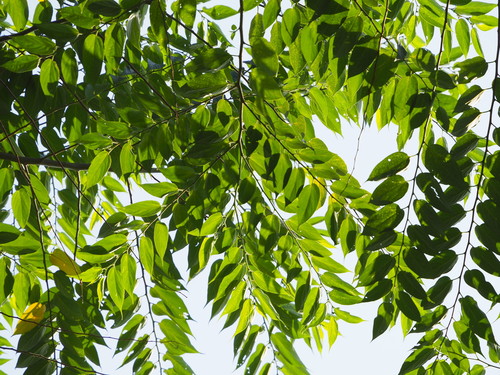 Trema orientale