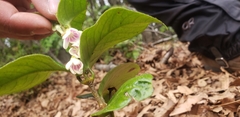 Elytropus chilensis