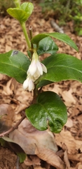 Elytropus chilensis