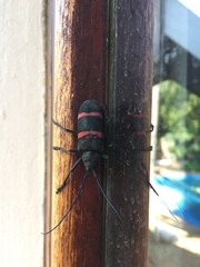 Ceroplesis orientalis