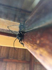 Ceroplesis orientalis