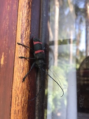 Ceroplesis orientalis