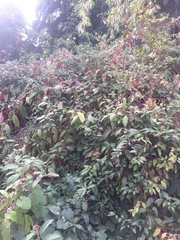 Phytolacca americana