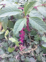 Phytolacca americana