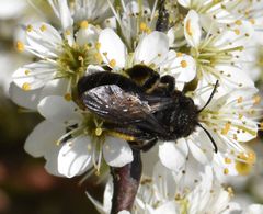 Andrena pilipes
