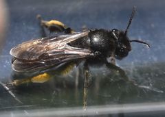 Andrena pilipes