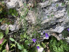 Campanula carnica, photograph (c) Joss Carr, some rights reserved (CC BY)