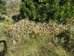 Helichrysum wilmsii