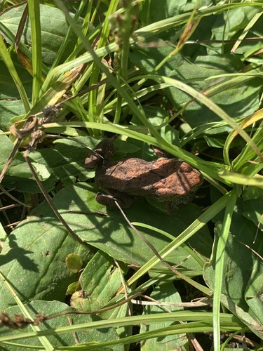 Sakhalin Toad