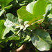 Amendoeira-da-Índia - Photo (c) 葉子, alguns direitos reservados (CC BY-NC-ND), uploaded by 葉子