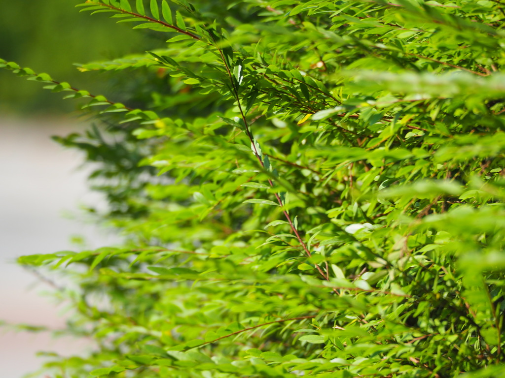 Myrtle-leaved Leaf-flower
