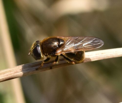 Cheilosia nebulosa