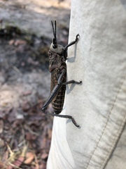 Dictyophorus griseus