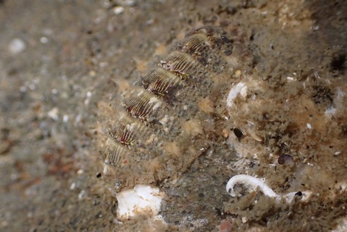 Porifera observed 2025-07-25