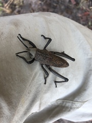 Dictyophorus griseus