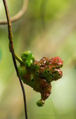 Pterygota
