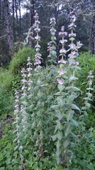 Penstemon perfoliatus