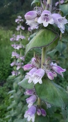 Penstemon perfoliatus