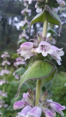 Penstemon perfoliatus