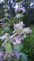 Penstemon perfoliatus