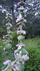 Penstemon perfoliatus