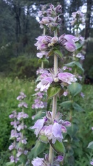 Penstemon perfoliatus