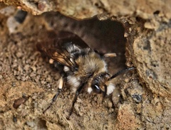 Melecta albifrons
