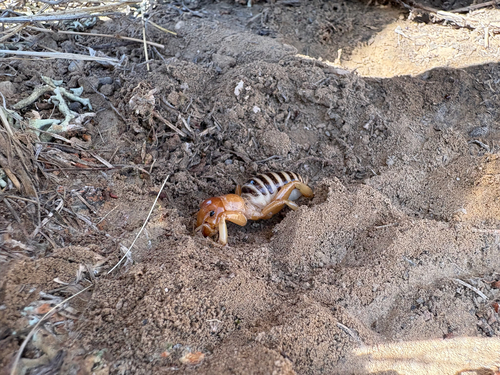 Yuba Lake Jerusalem Cricket