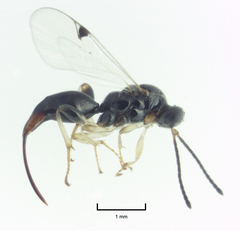 Oxyserphus
