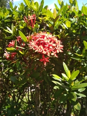 Ixora coccinea coccinea