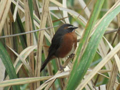 Poospiza nigrorufa