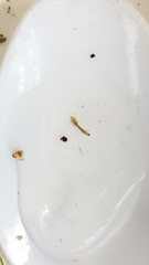 Austrosimulium