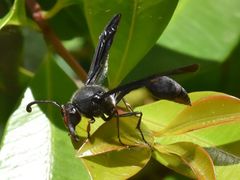 Delta bonellii