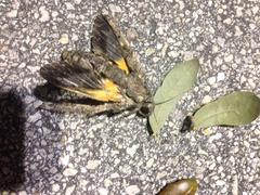 Cocytius antaeus