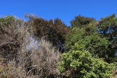 Combretum kraussii