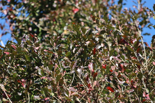 Combretum kraussii, photograph 1