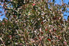 (c) Tony Rebelo, some rights reserved (CC BY-SA) Combretum kraussii, photograph (c) Tony Rebelo, some rights reserved (CC BY-SA)
