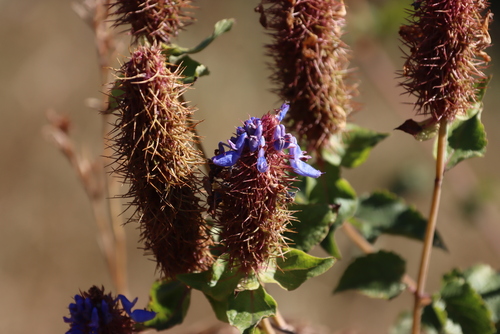 Large Hedgehog-Flower (Coleus livingstonei)