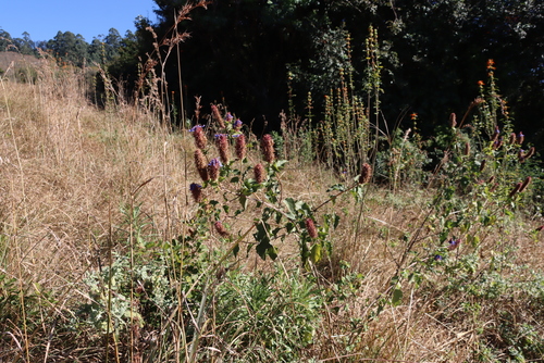 Coleus livingstonei, photograph 2