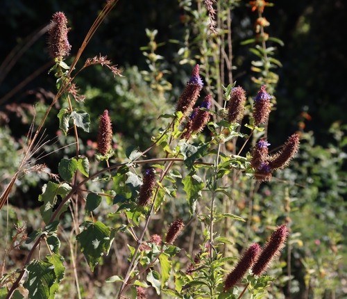 Coleus livingstonei, photograph 3