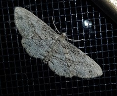 Syneora acclinis