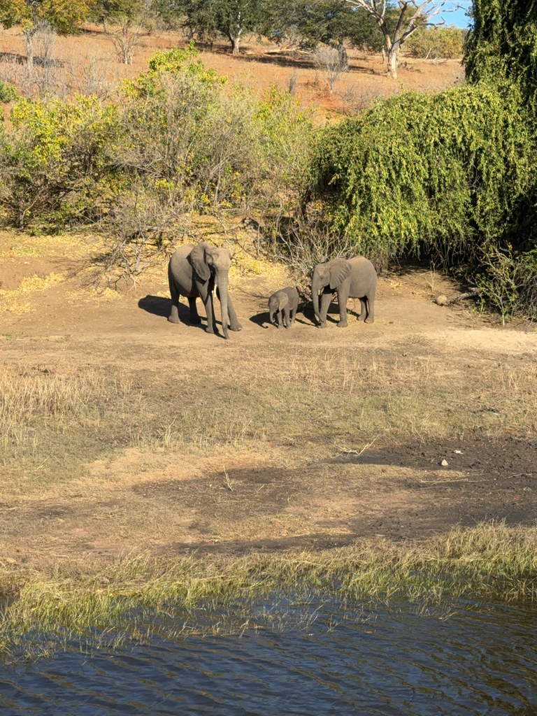 Loxodonta africana, , by Anil Madhavapeddy