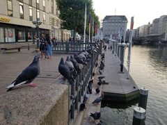 Columba livia domestica