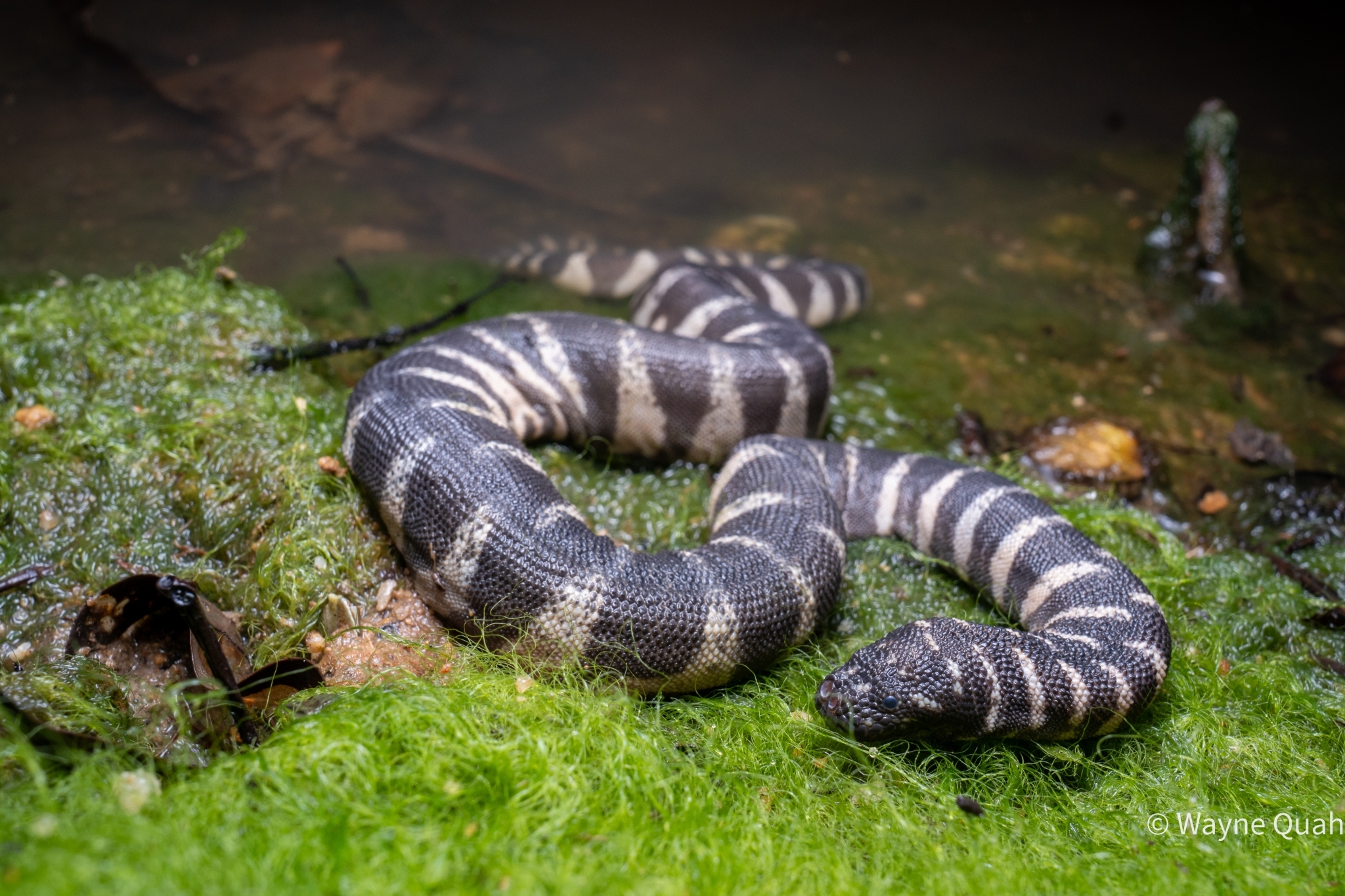 Acrochordus granulatus (Schneider, 1799)