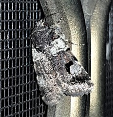 Thoracolopha flexirena