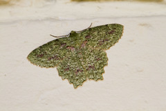 Herochroma urapteraria